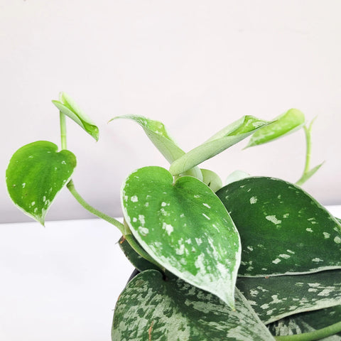 Scindapsus Pictus - 'Silvery Ann'