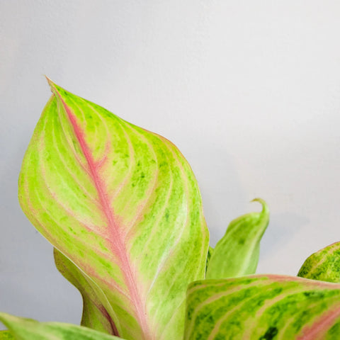 Aglaonema Commutatum - Golden Papaya