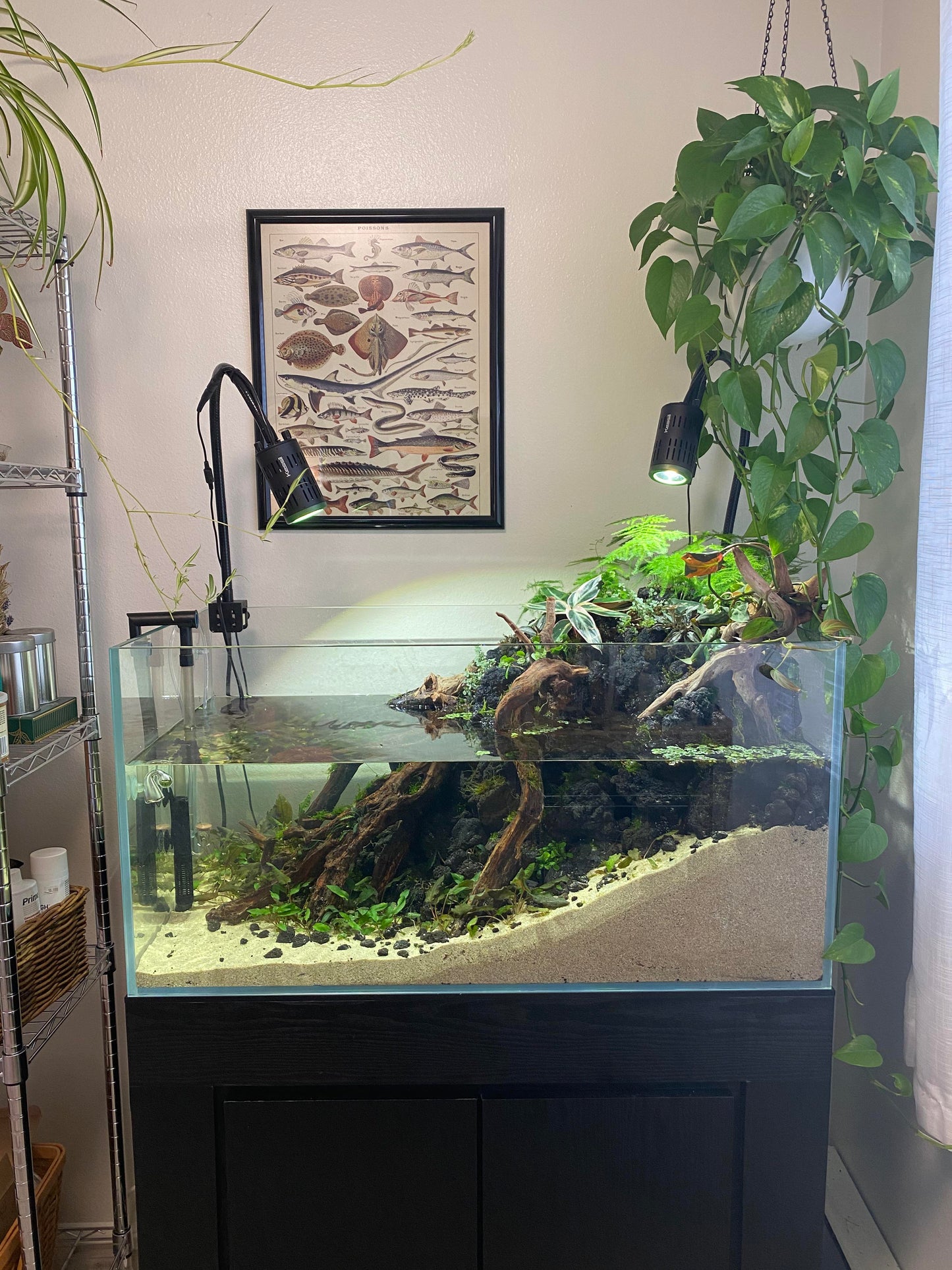 Aquarium Setup & Maintenance