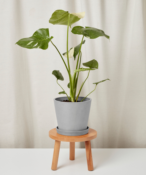Monstera Deliciosa - Thai Constellation