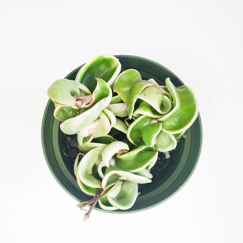 Hoya Carnosa Compacta - Hindu Rope