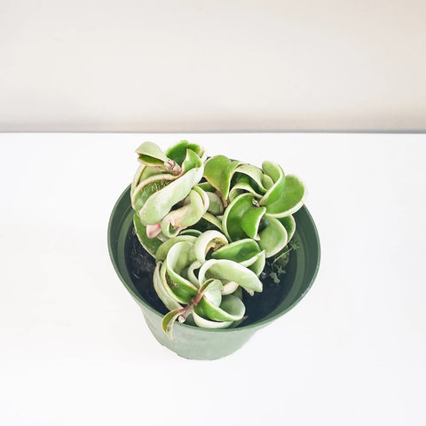 Hoya Carnosa Compacta - Hindu Rope
