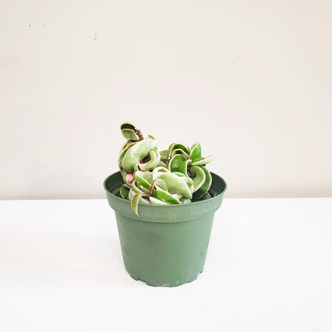Hoya Carnosa Compacta - Hindu Rope