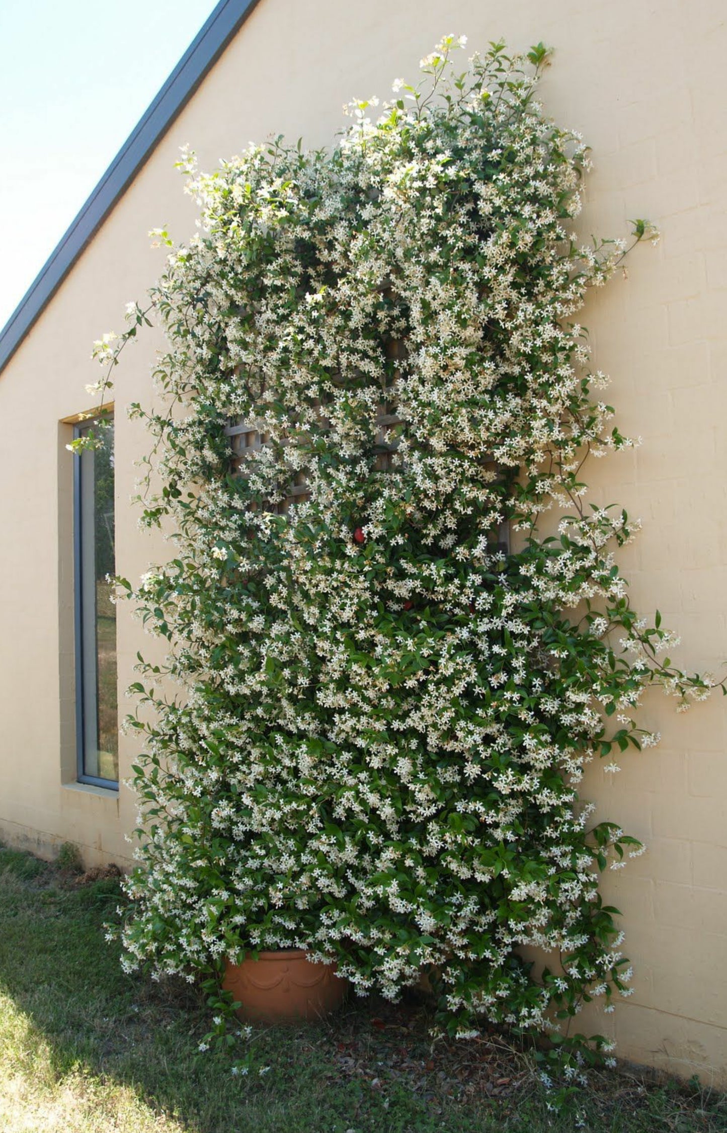 Vertical Garden Installation