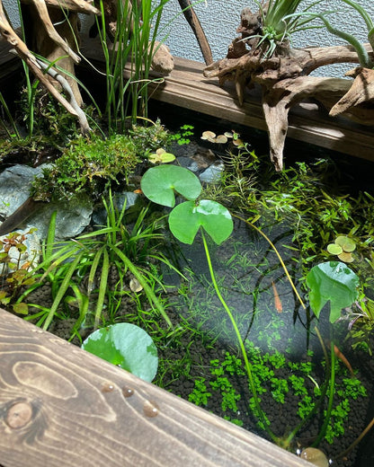 Ponds & Fountains - Setup & Maintenance