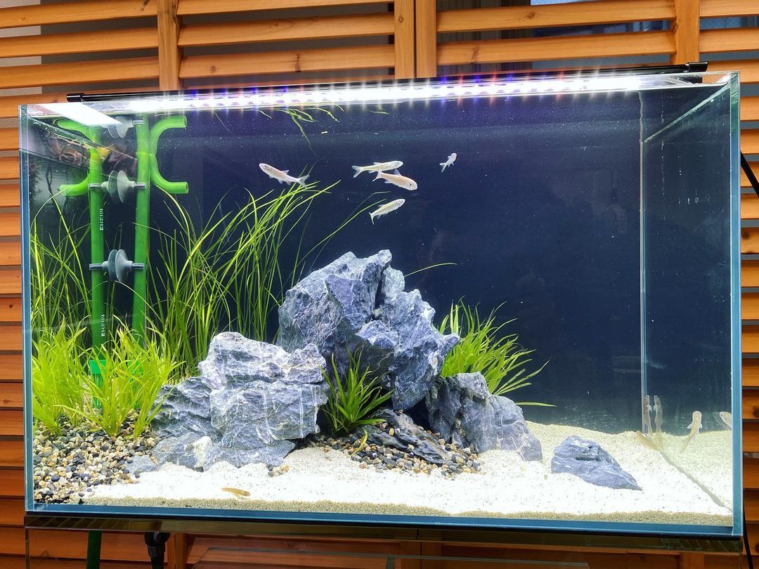 Aquarium Setup & Maintenance