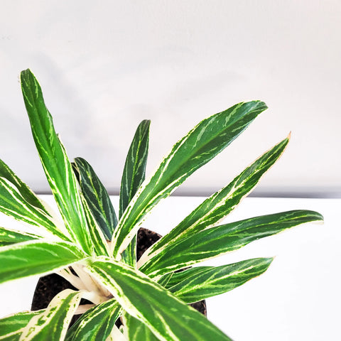 Aglaonema Commutatum - Rice