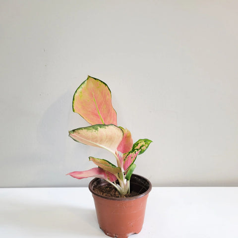 Aglaonema Commutatum - Pink Pearl