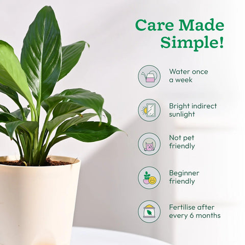 Peace Lily