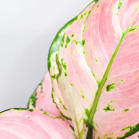 Aglaonema Pink Beauty