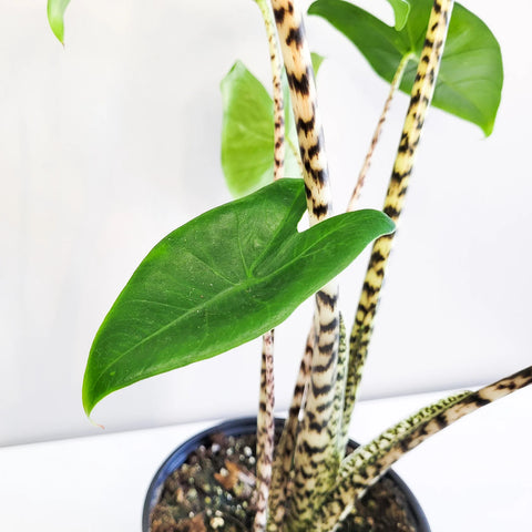 Alocasia Zebrina