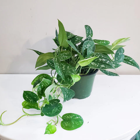 Money Plant Satin - Scindapsus Pictus Argyraeus