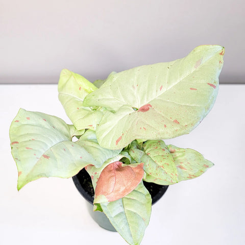 Syngonium Confetti
