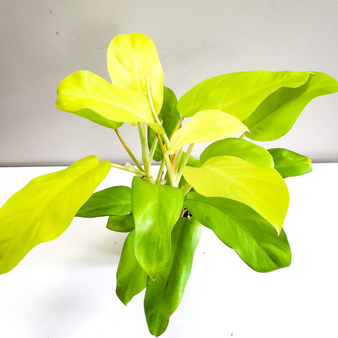 Philodendron Lemon Lime (Upright)