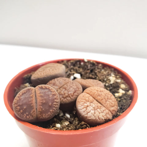 Lithops Fulviceps - Living Stones