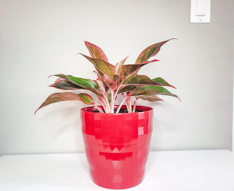 Aglaonema Siam Aurora