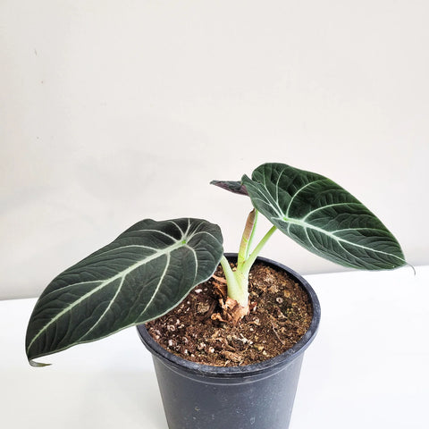 Alocasia Reginula - Black Velvet