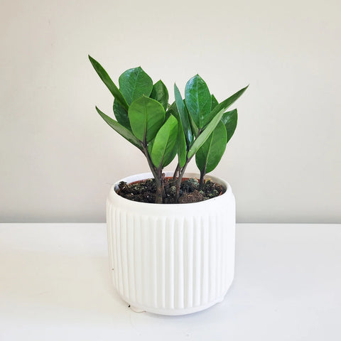 Dwarf ZZ Plant