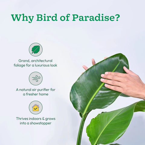 Bird of Paradise XL