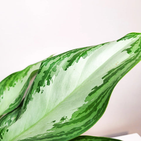 Aglaonema Commutatum - Silver Bay