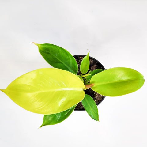 Philodendron Hederaceum 'Moonlight'