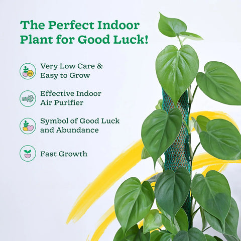 Philodendron Oxycardium Green XL