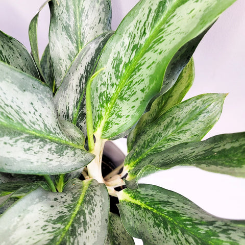 Aglaonema Commutatum - Electric Lime