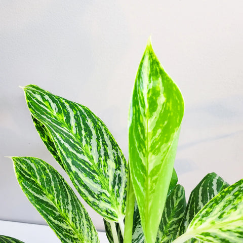 Aglaonema Commutatum - Golden Madonna