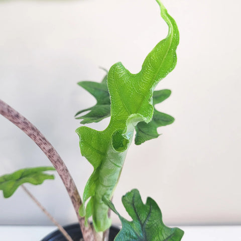 Alocasia Jacklyn