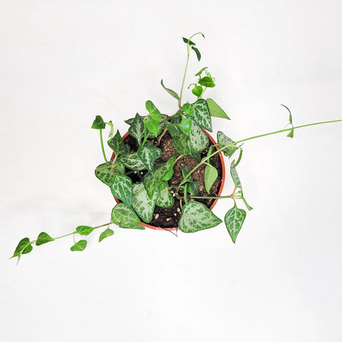 Ceropegia Woodii - String of Arrows