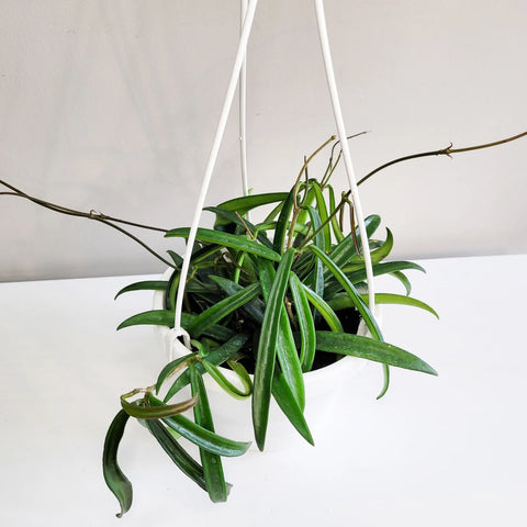 Hoya Shepherdii