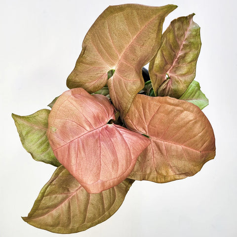 Syngonium Pink