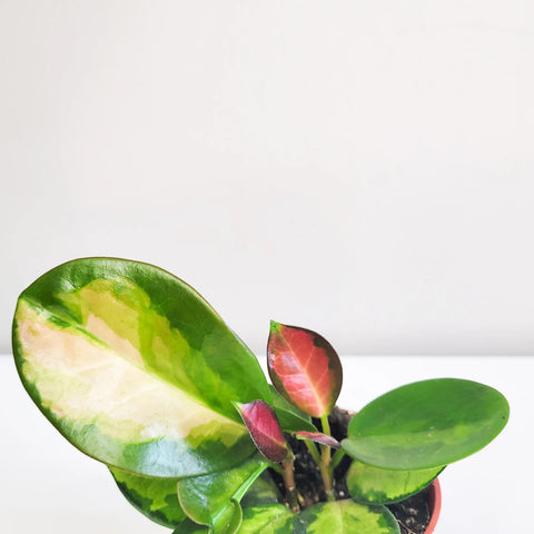 Hoya Australis "Lisa"