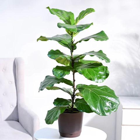 Fiddle Leaf Fig