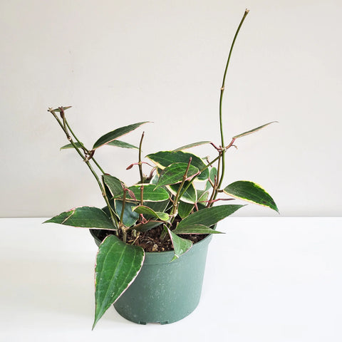 Hoya Latifolia Variegata