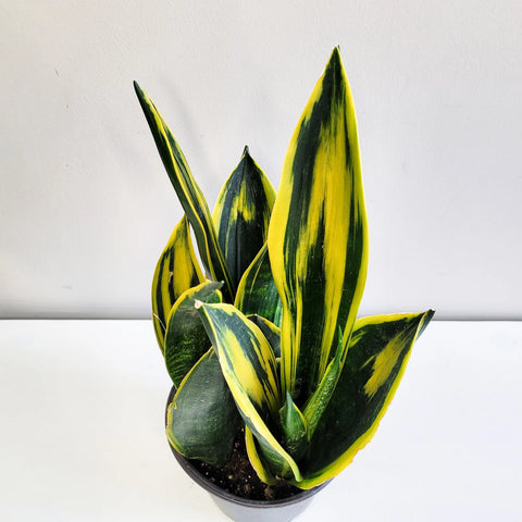 Sansevieria Yellow Flame