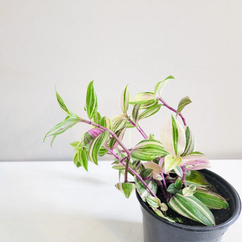 Tradescantia Zebrina Quadricolour