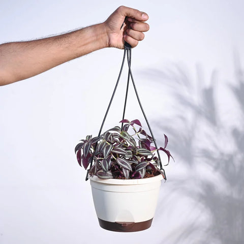 Wandering Jew