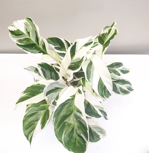 Calathea Lietzei - White Fusion