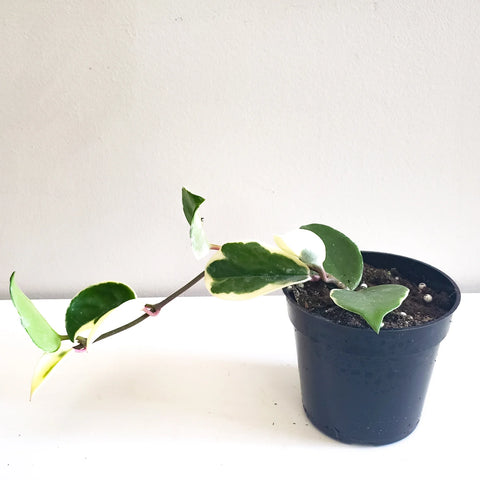 Hoya Carnosa Tricolour - Krimson Queen