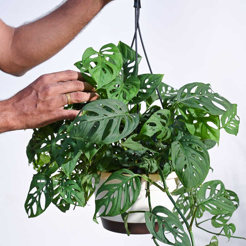 Philodendron Broken Heart