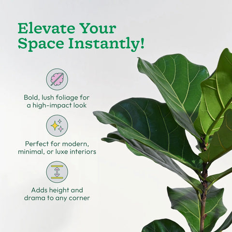 Fiddle Leaf Fig XL