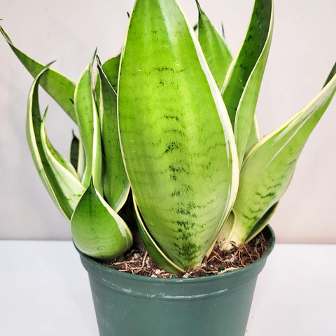 Sansevieria Trifasciata - Night Owl