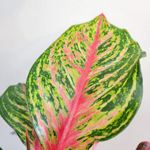 Aglaonema Commutatum - Rubi