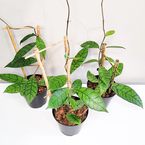 Hoya Callistophylla