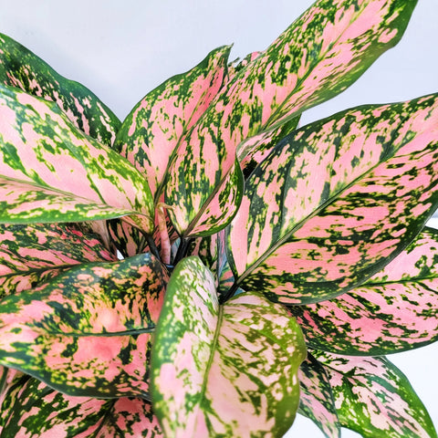 Aglaonema Commutatum - Valentine