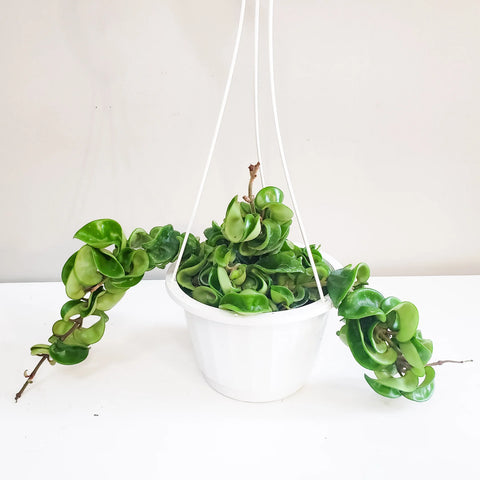 Hoya Carnosa Compacta - Hindu Rope