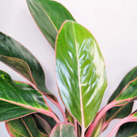 Aglaonema Commutatum - Pink Diamond