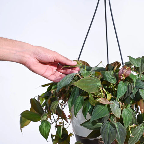 Philodendron Micans