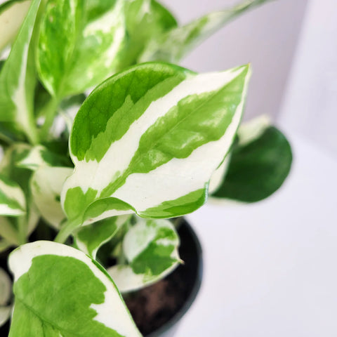 Epipremnum Aureum - N'Joy Pothos